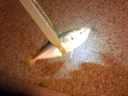 アジングそして…