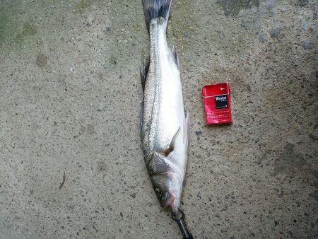 フックをチェンジして！