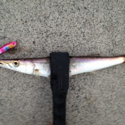 カマス狙いのつもりが…