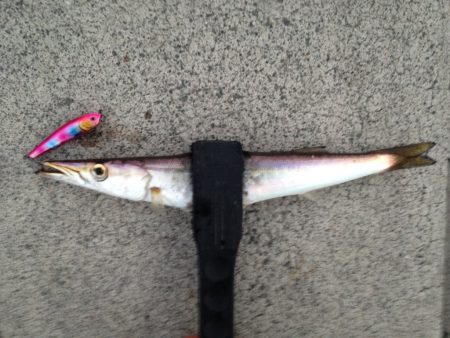 カマス狙いのつもりが…