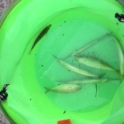 助松なぎさ公園　タコはもう終わり？