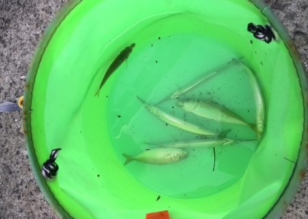 助松なぎさ公園　タコはもう終わり？