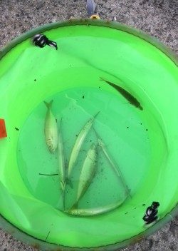 助松なぎさ公園　タコはもう終わり？