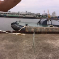 北公園でエンピツサヨリ