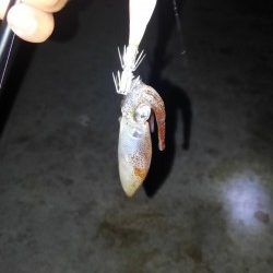 ライトエギング