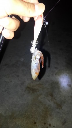 ライトエギング