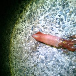 ケンサキまみれ