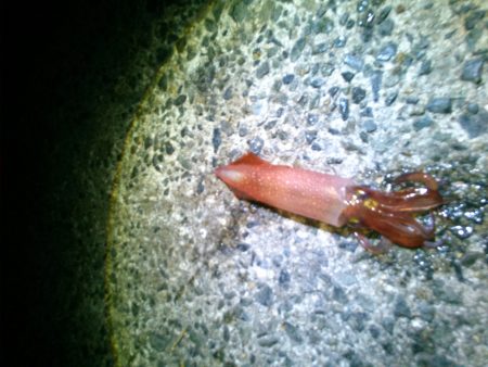 ケンサキまみれ