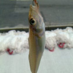 猛暑の投げ釣り