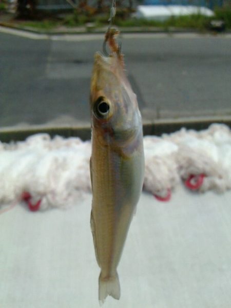 猛暑の投げ釣り