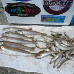 津名港の良型キス