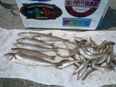 津名港の良型キス