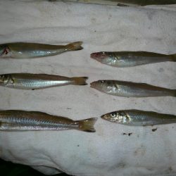 猛暑の志筑へキス狙い