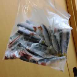 貝塚人工島プール周りでサッパ大漁！！