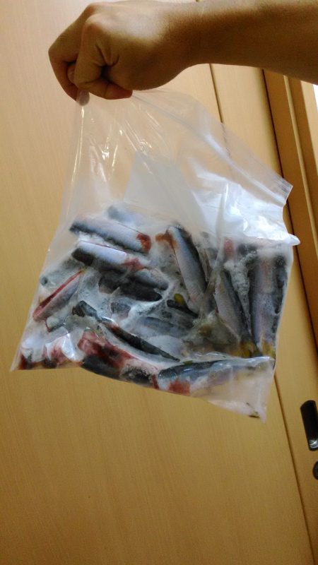 貝塚人工島プール周りでサッパ大漁！！