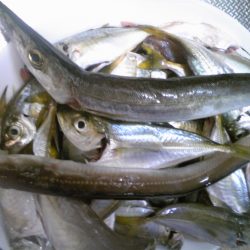 雨の中、なんとか釣れました。