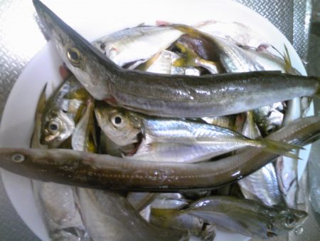 雨の中、なんとか釣れました。