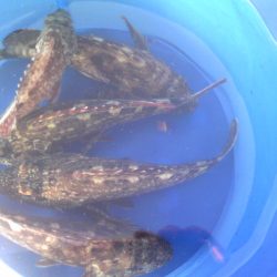 ガッシーが遊んでくれました。