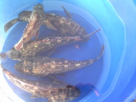 ガッシーが遊んでくれました。