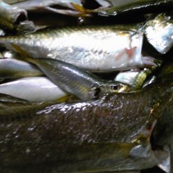 タチウオ狙いも、釣れず…。