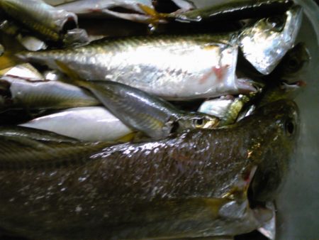 タチウオ狙いも、釣れず...。