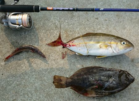 ジギングサビキ最高!