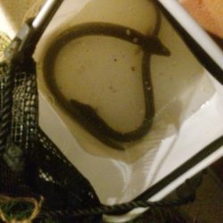 短時間でうなぎ2匹GET!!