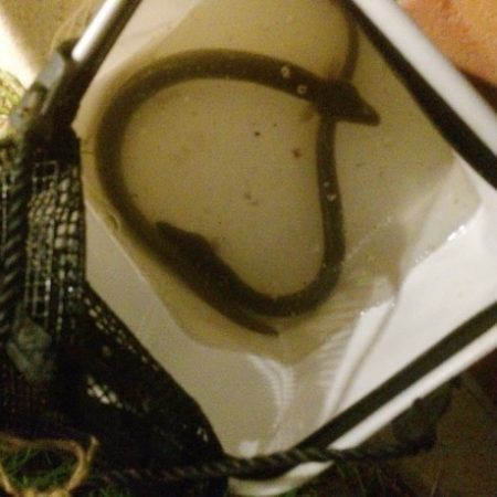 短時間でうなぎ2匹ＧＥＴ！！