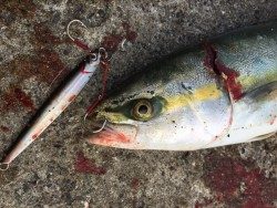 ツバスゲット！