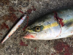 ツバスゲット！