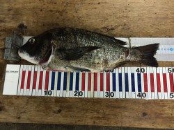 50超えたかと思ったのに…