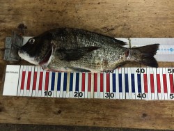 50超えたかと思ったのに…