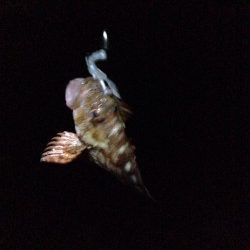 のんびりガシリング。