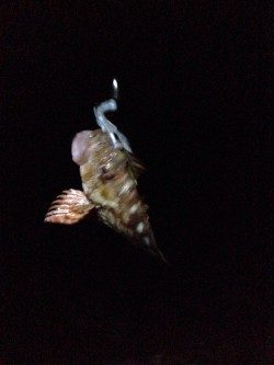 のんびりガシリング。