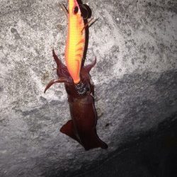 今年初ケンサキイカ