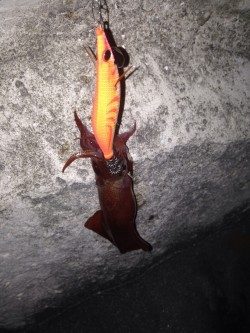 今年初ケンサキイカ