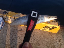 連日のカマス狙い