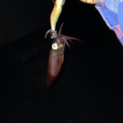 ケンサキイカ釣れてます！