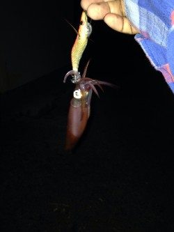 ケンサキイカ釣れてます！