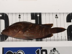 またまたロックフィッシュ‼︎