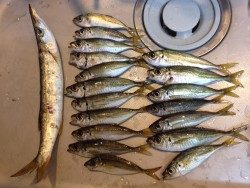 ターゲットを狙い撃ち！