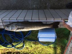 蛸釣りからのまるまる太ったシーバス(･･;)