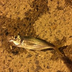 夏バテアジング