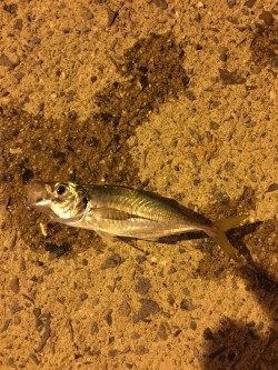 夏バテアジング