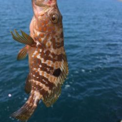 日中ライトゲーム