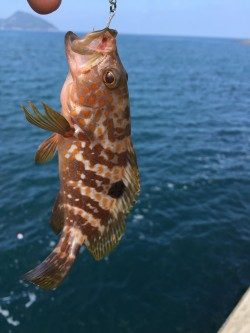 日中ライトゲーム