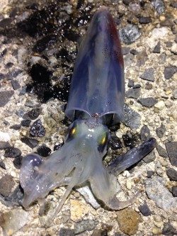 「ねぇ、僕にもできたよー！」