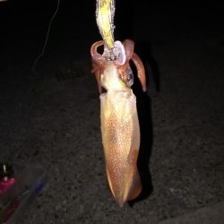 アジュールナイトエギング釣行