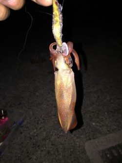 アジュールナイトエギング釣行