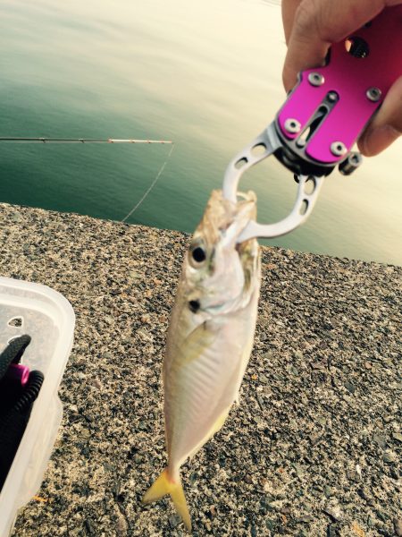 縦貫繋がって行ってみた。